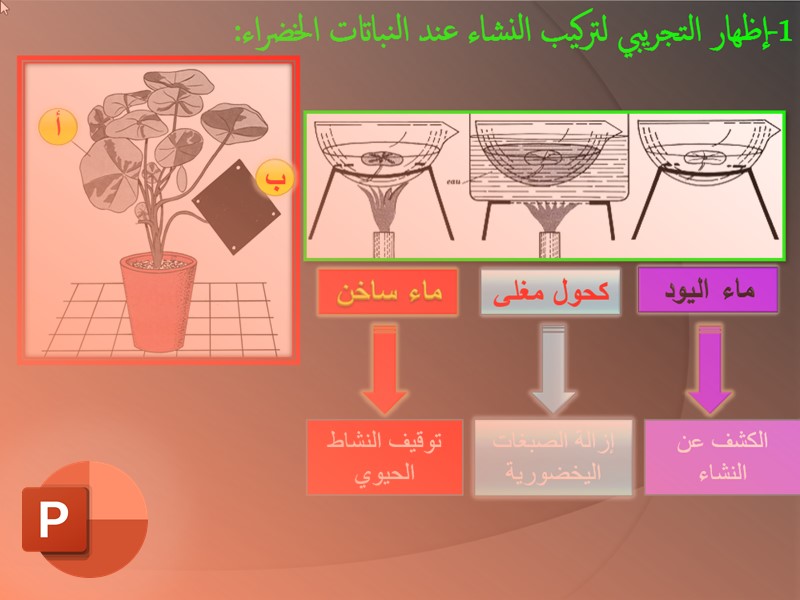 التركيب الضوئيالتركيـــب الضوئــــي